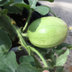 The Kordofan melon, native to northeast Africa.